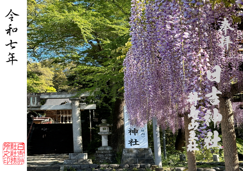 拝島の藤