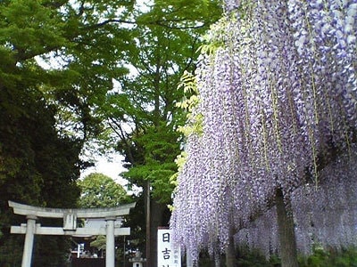 写真 藤